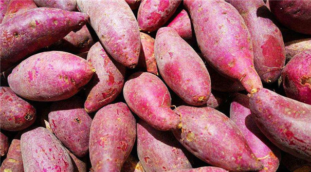 實用型紅薯淀粉生產(chǎn)線