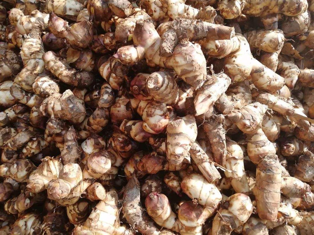 實(shí)用型芭蕉芋淀粉生產(chǎn)線 實(shí)用型芭蕉芋淀粉生產(chǎn)線