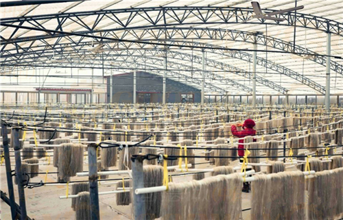 開辦一家紅薯粉絲粉條加工廠我們需要準(zhǔn)備些什么？