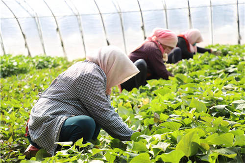 紅薯種植加工業(yè)如何搭上鄉(xiāng)村振興政策的便車 紅薯種植加工業(yè)如何搭上鄉(xiāng)村振興政策的便車